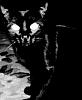     . 

:	32c8ccbc1b0c.jpg 
:	14 
:	27.6  
ID:	1132