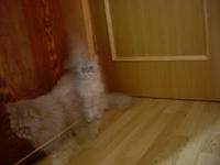     . 

:	SL370624.jpg 
:	12 
:	16.1  
ID:	1430